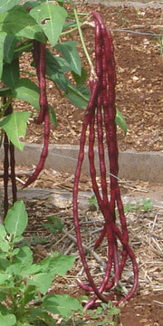 Bohne  red noodle,  superlange 50 cm lange rote Bohnen