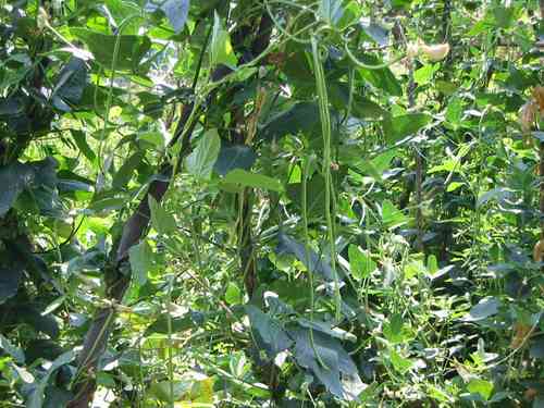 Bohne abelo fasola,  superlange 50 cm lange grüne Bohnen