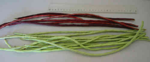 Bohne  red noodle + grün,  superlange 50 cm lange rote und grüne Bohnen