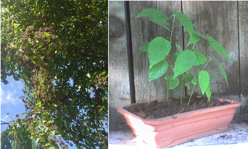 Japanischer Rosinenbaum Hovenia dulcis Pflanze 5-10cm Japanisches Mahagoni 