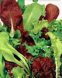 Bunter Schnitt-Salat, rot+violett+grün und zart