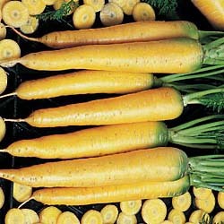 Karotte, yellow stone, gelbe Karotten, Rarität