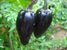 Black Hungarian süss, Chili schwarz aus Ungarn