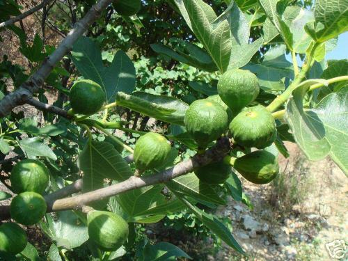 Feige, Ficus carica, mediterrane Frucht