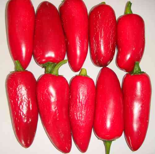 Jalapeno Conchos Chili, süss aus Mexico