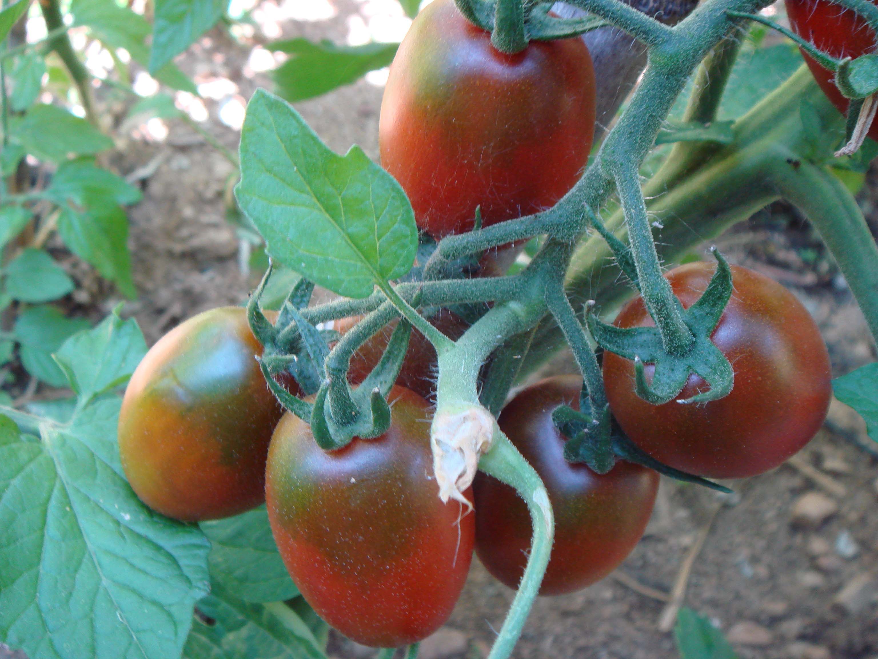 5 Samen Tomaten Schwarze Pflaume 