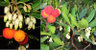 Erdbeerbaum, essbare Früchte, Arbutus unedo
