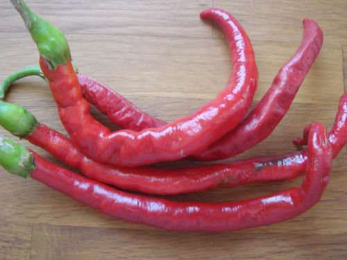 JOES LONG Chili 10 frische Samen rot hoher Ertrag mittelscharf