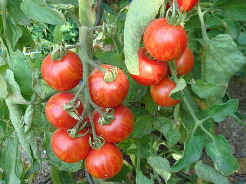 Tigerella, gestreifte Tomate, früh reifend