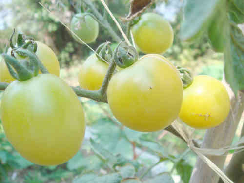 WHITE CURRANT, Tomate weiß, Wildtomate, RAR