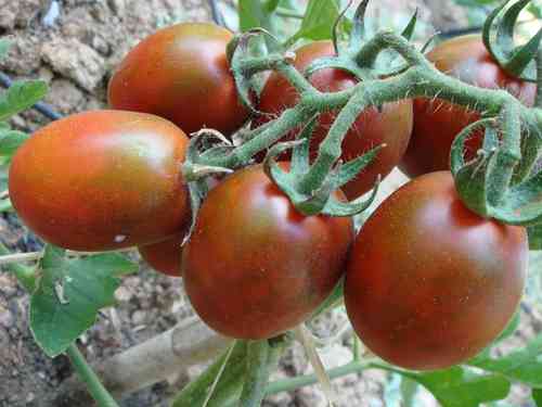 kleine Mohren, braune Tomate, gesünder als rote Tomaten