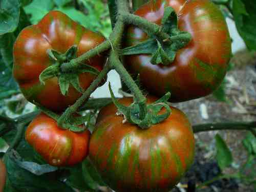 Black Zebra Tomate, gesünder als rote Tomaten