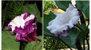 Datura Teufelstrompete, lila/weiss gefüllte Blüte