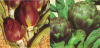 Artischocke rot und grün je 10 Samen Mediterranes Gemüse
