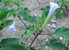 Datura lavender Lady, fliederfarbene Blüte