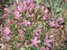 Tausendgüldenkraut, Centaurium erythraea, Heilpflanze