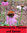 Sonnenhut pink, Echinacea Pupurea, Tolle Staude
