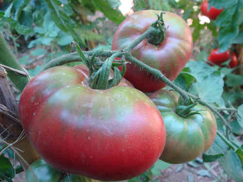 BLACK KRIM Schwarze Fleisch-Tomate, alte Sorte Russland, kältetolerant