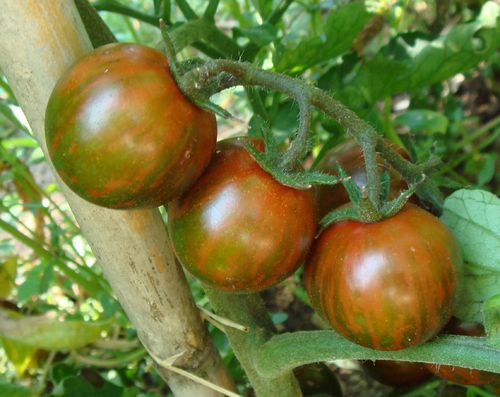 black Zebra cherry Tomate schwarz gestreift süss würzig 10 Samen