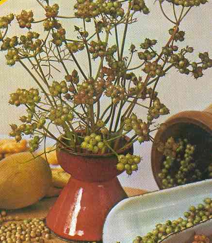 Koriander, coriandrum sativum