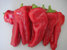NOCERA ROSSO, rote Paprika, Rärität aus Italien
