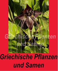 TACCA chantrieri, Bat Plant, Fledermausblume, violett
