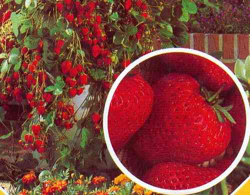 Monats – Erdbeere, aromatische kleine Erdbeeren