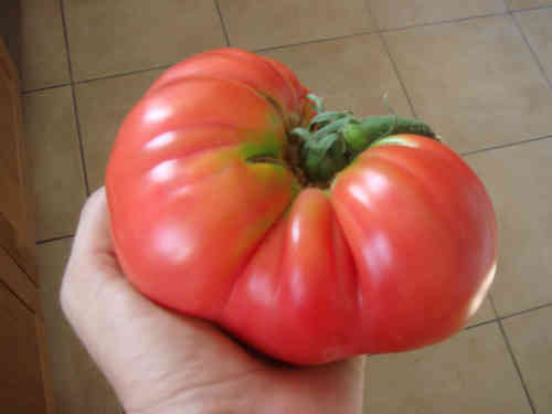 BRANDYWINE PINK, alte Tomaten Sorte