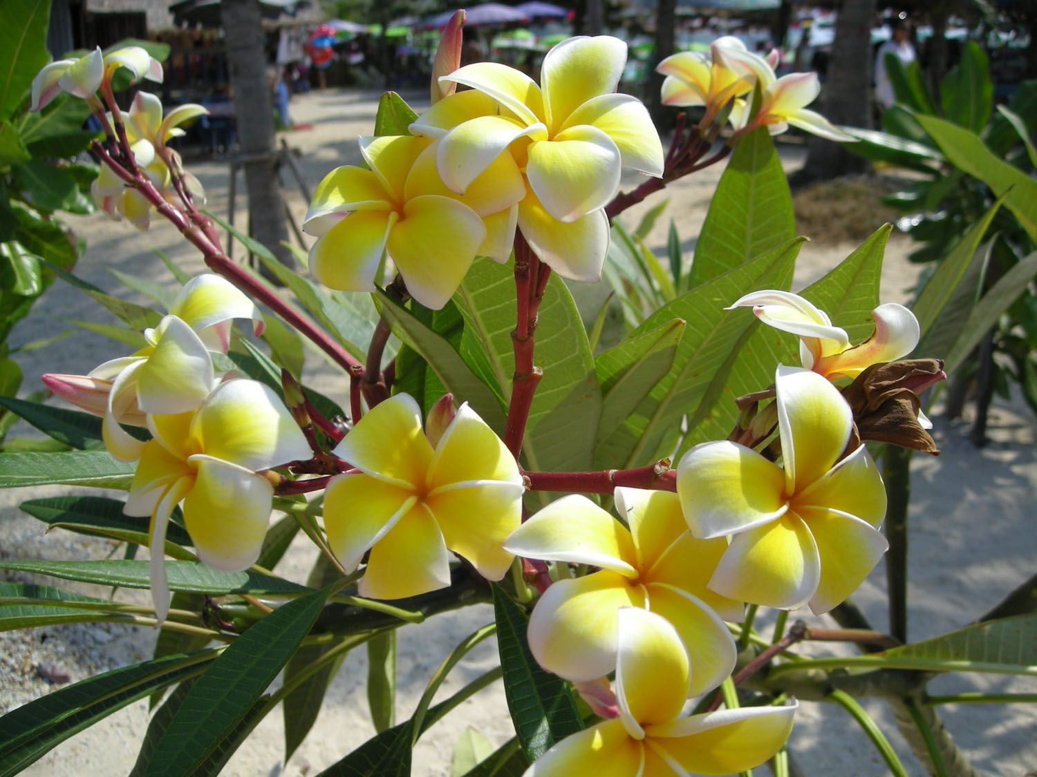 plumeria hybrids, frangipani, pagodenbaum, viele farben
