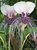 TACCA integrifolia, Bat Plant, Fledermausblume, purpur