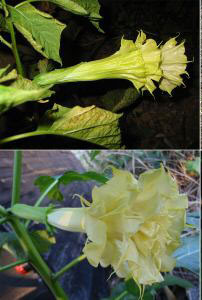 Datura metel triple yellow, dreifach gefüllte Blüten