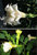Datura triple white, dreifach weiss gefüllte Blüte