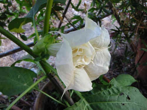 Datura Ballerina white, dopelt gefüllte Blüten