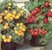 Zwerg-Tomate, Mini-Ornamental, gelb und rot, für Kübelkultur