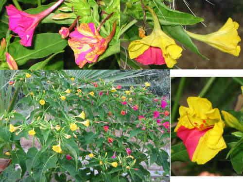 Wunderblume, Mirabilis Jalapa, 2farbige Blüten