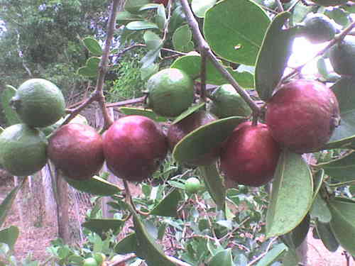 Erdbeer-Guave, Psidium cattleyanum, leckere Früchte, exotische Kübelpflanze