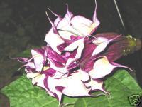 Datura blackcurrentswirl, 3fach gefüllte Blüte