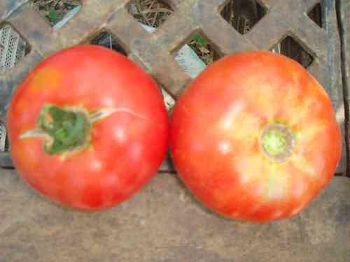 Fleisch-Tomaten, aus Moldavien, kältetolerant