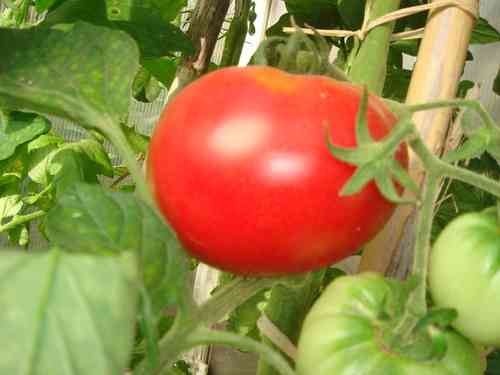 Fleisch-Tomaten, aus Albanien