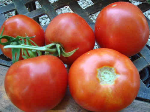 Frühzauber Tomate, früher reicher Ertrag