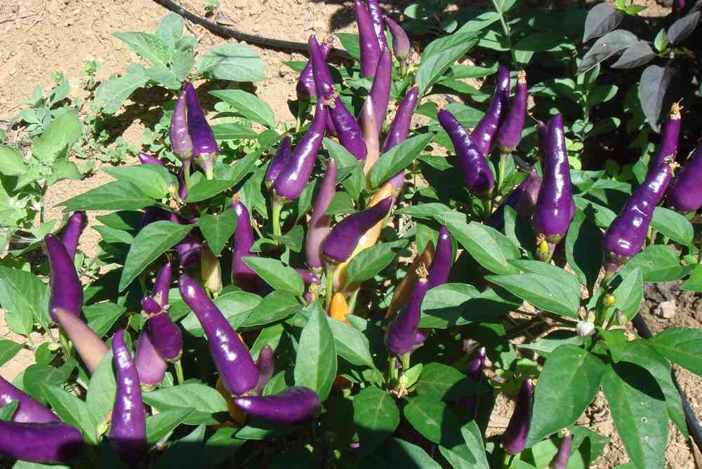 100X Jalapeno Purple lila-schwarze Chili fruchtig-scharfe Gemüsesamen  Chili 