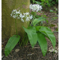 Bärlauch, Wald Knoblauch, allium ursinum 50 Samen