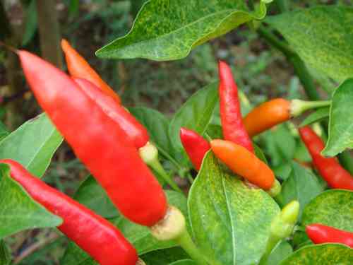 Tabasco Chili, C.frutescens, das Original