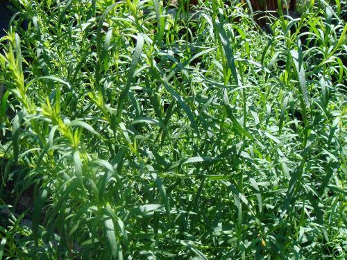 Estragon, Heil- und Gewürzpflanze, Artemisia dracunculus