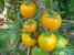 Earlina, sehr frühe Tomaten-Sorte, gelbe Tomate