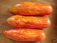 Flaschen Tomate gesteift aus Russland 10 frische Samen gelb/rot