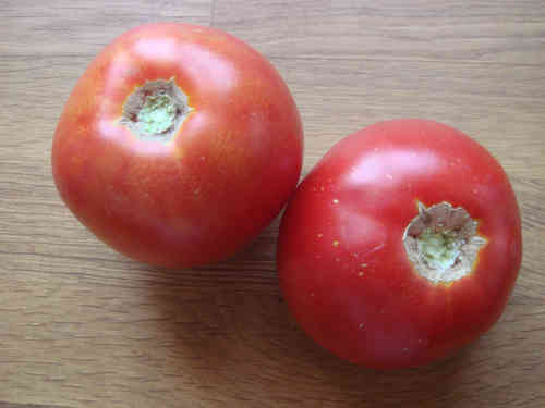 Zagola Tomate aus Polen, kältetolerant