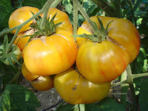 Candys old yellow Tomate, gelb gestreift/marmoriert