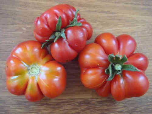 Togorific Tomate, Mini-Fleischtomate aus Iran, RARITÄT