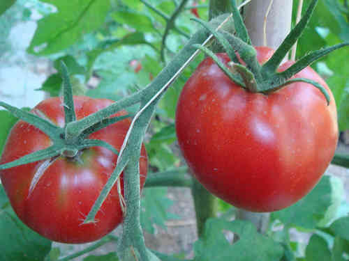 Manitoba Tomate, alte Tomaten Sorte für kurze Sommer, kältetolerant